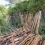 赤松功 「痕跡 -'13暮坂- 枝が伸びる」 Isao Akamatsu 「The traces-'13Kuresaka The branches will grow.」