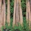 赤松功 「痕跡 -'13暮坂- 枝が伸びる」 Isao Akamatsu 「The traces-'13Kuresaka The branches will grow.」